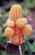 Thumbs/tn_034orange cactus.jpg